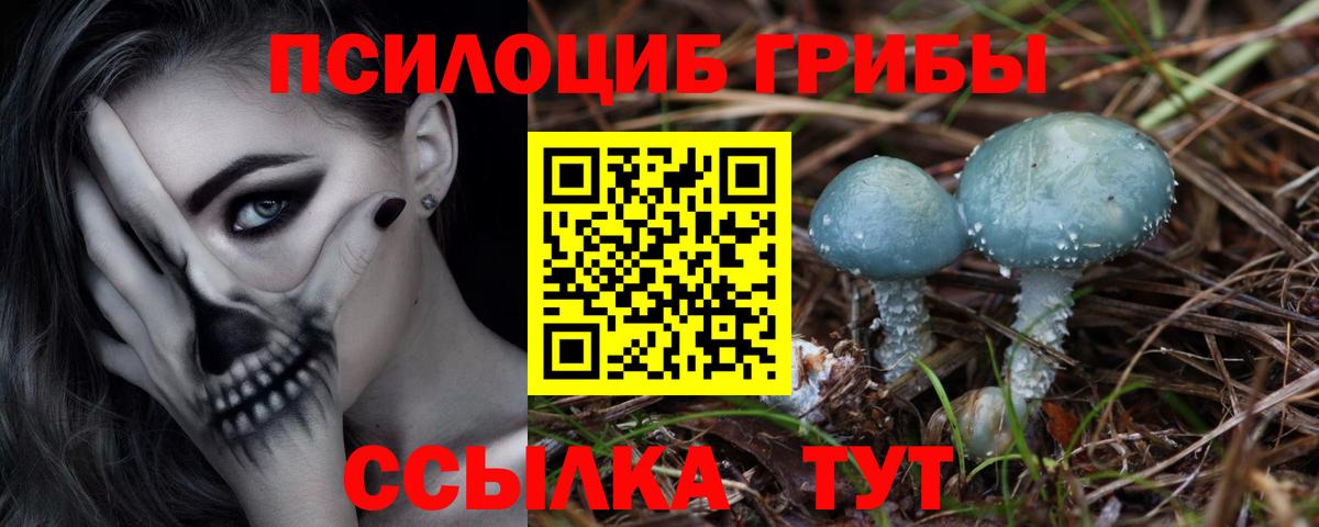 Псилоцибиновые грибы GOLDEN TEACHER Луга